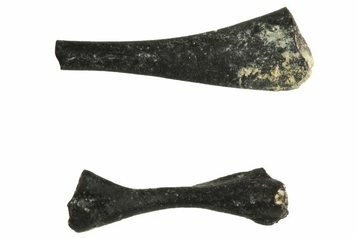 Pair of Permian Reptile Limb Bones - Oklahoma #213235